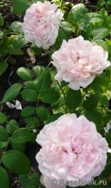 Eglantyne® Eglantyne®