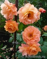 Westerland Westerland