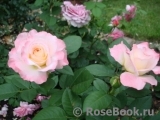Augusta Luise Augusta Luise
