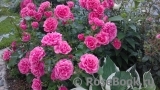 Rosarium Uetersen Rosarium Uetersen