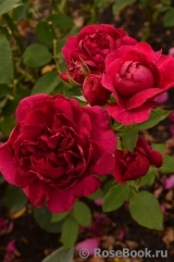 Darcey Bussell Darcey Bussell