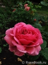 Princess Alexandra of Kent Princess Alexandra of Kent