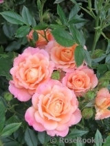 Briosa ® Briosa ®