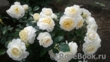 Cream Abundance Cream Abundance