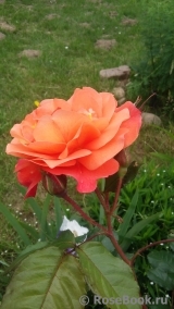 Westerland Westerland