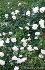 White Meidiland White Meidiland