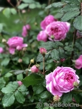 Alan Titchmarsh Alan Titchmarsh