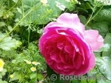 Decor Rose Decor Rose