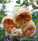 Crown Princess Margareta® Crown Princess Margareta®