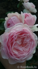 Olivia Rose Austin Olivia Rose Austin