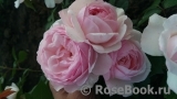 Olivia Rose Austin Olivia Rose Austin