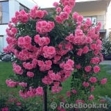Schuss ® Schuss ®