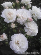 Aspirin Rose Aspirin Rose