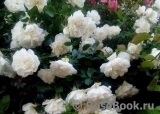 White Meidiland White Meidiland