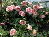 Abraham Darby Abraham Darby