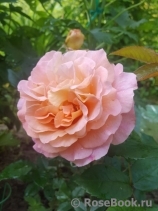 Augusta Luise Augusta Luise