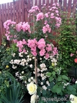 Heavenly Pink Heavenly Pink