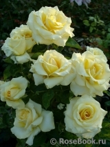 Wainwright Rose, The Wainwright Rose, The