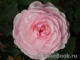 Olivia Rose Austin Olivia Rose Austin
