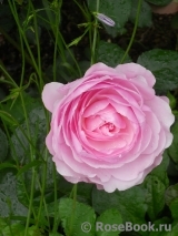 Olivia Rose Austin Olivia Rose Austin