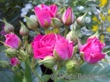 Lovely Lydia® Lovely Lydia®