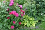 Sophy’s Rose Sophy’s Rose