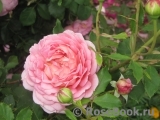 Jubilee Celebration® Jubilee Celebration®