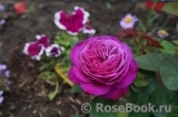 Heidi Klum Rose Heidi Klum Rose