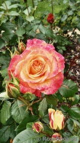 Gartenspass ® Gartenspass ®