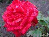 Red Intuition Red Intuition