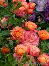 Briosa ® Briosa ®