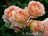 Abraham Darby Abraham Darby