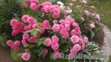 Rosarium Uetersen Rosarium Uetersen