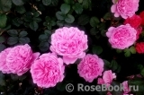 Princess Alexandra of Kent Princess Alexandra of Kent