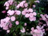 Heavenly Pink Heavenly Pink