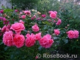 Rosarium Uetersen Rosarium Uetersen