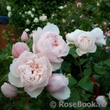 Generous Gardener, The Generous Gardener, The