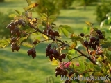 Rosa glauca Rosa glauca