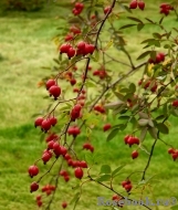 Rosa glauca Rosa glauca