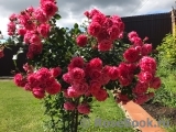 Rosarium Uetersen Rosarium Uetersen