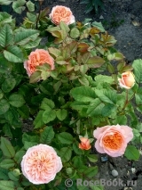 Apricot Sensation Apricot Sensation