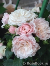 Starlet ®-Rose Alina ® Starlet ®-Rose Alina ®