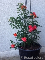 Starlet®-Rose Carmen® Starlet®-Rose Carmen®