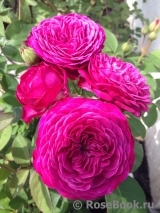 Heidi Klum Rose Heidi Klum Rose