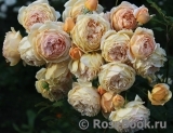 Crown Princess Margareta® Crown Princess Margareta®
