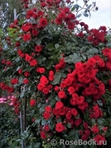 Scarlet Meillandecor Scarlet Meillandecor