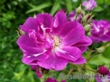 Purple Skyliner Purple Skyliner