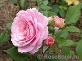 Rosengräfin Marie Henriette Rosengräfin Marie Henriette