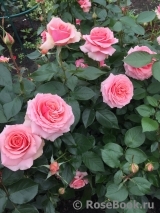 Poesie Poesie