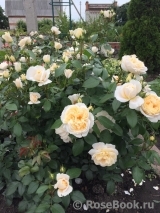 Lions Rose Lions Rose